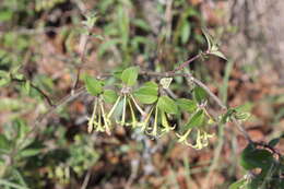 Image of Bouvardia multiflora (Cav.) Schult. & Schult. fil.