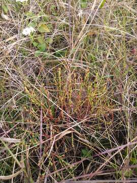 Image of orangegrass