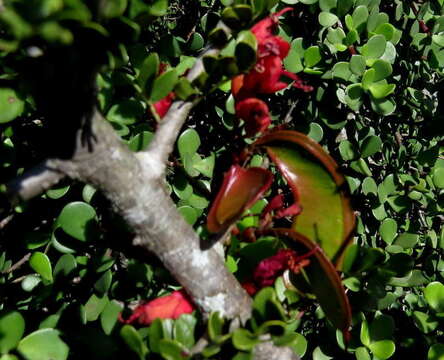 Image of Hottentot's Bean