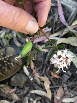 Image of Grevillea phylicoides R. Br.