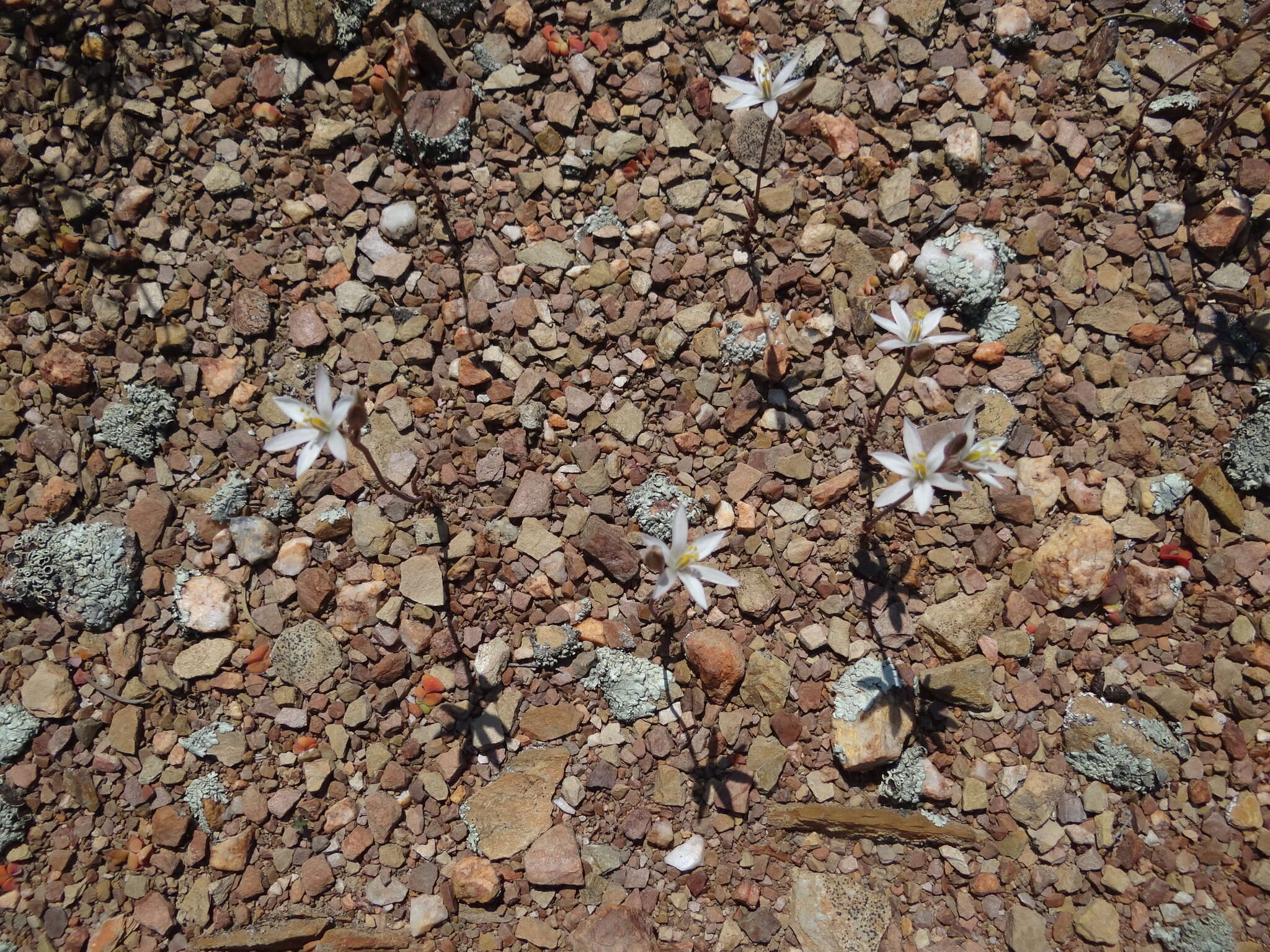 Image of Ornithogalum hispidum Hornem.