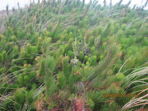 Image of Pinus radiata var. radiata