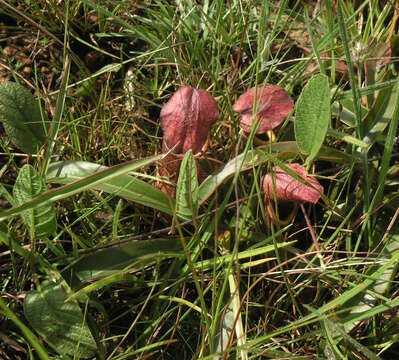 Image of Nepenthes smilesii Hemsl.