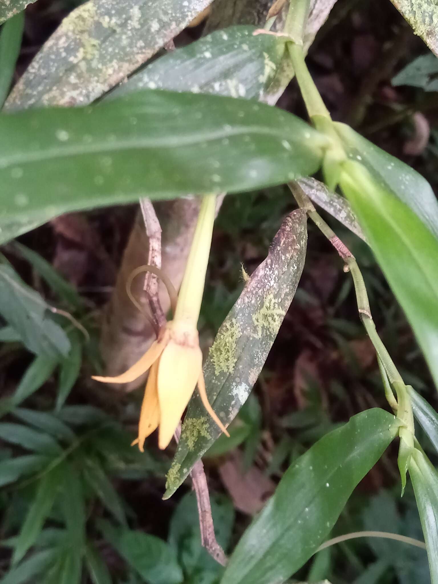 Image de Angraecum mauritianum (Poir.) Frapp.