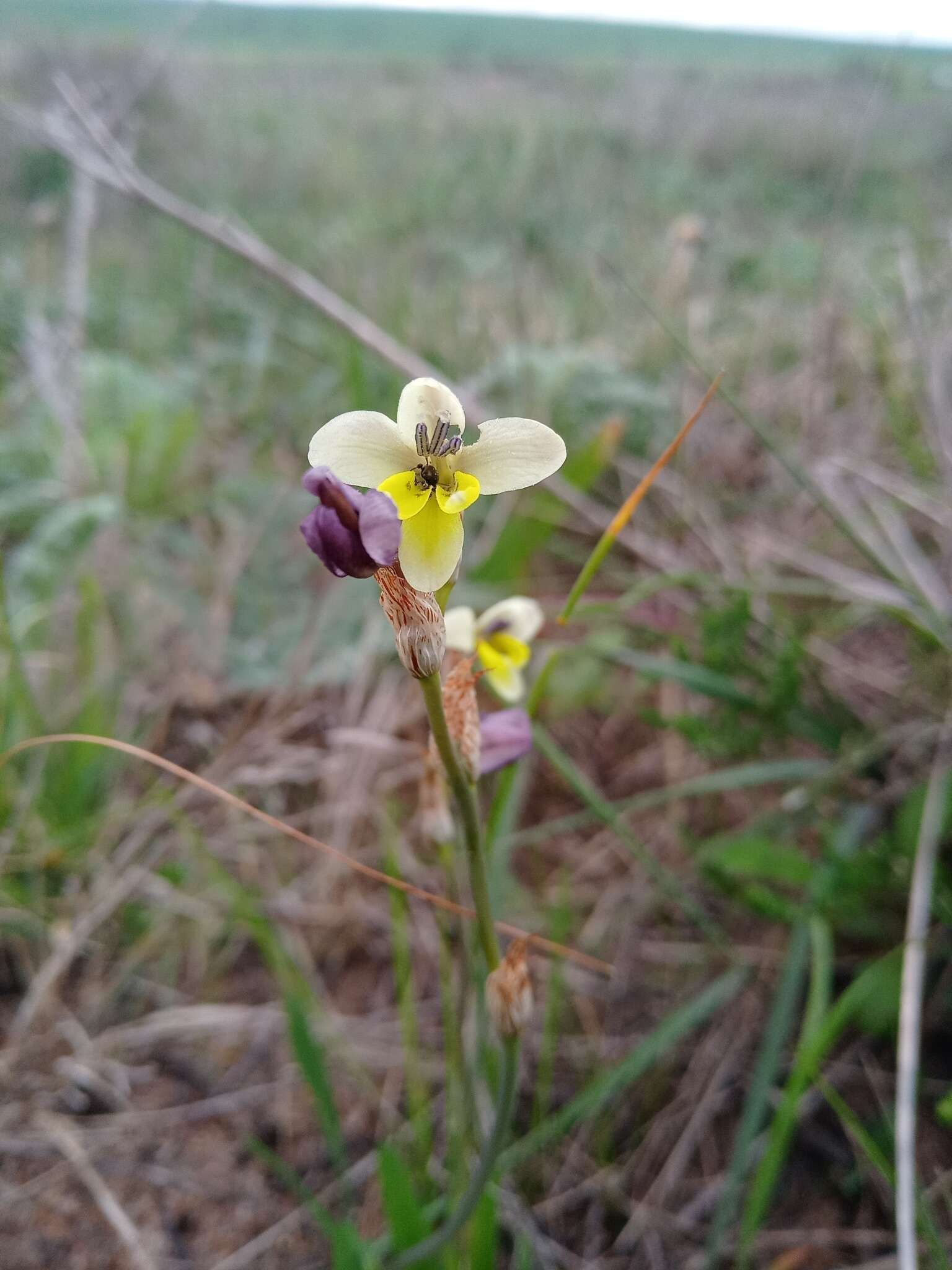 Image of Sparaxis parviflora (G. J. Lewis) Goldblatt