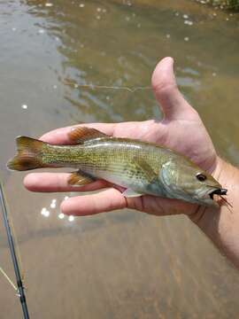 Image of Cahaba bass