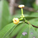 Слика од Cordiera myrciifolia (K. Schum.) Perss. & Delprete