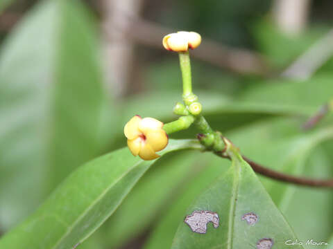 Image of Cordiera myrciifolia (K. Schum.) Perss. & Delprete