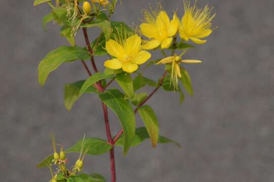 Image of Hypericum hircinum L.