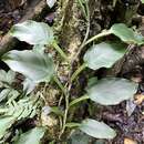 Image of Philodendron aurantiifolium Schott