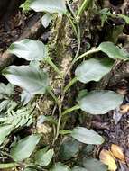 Image of Philodendron aurantiifolium Schott