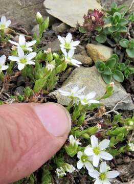 Image of Fringed sandwort