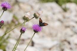 Image of Larche Ringlet