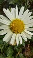 Image of Argyranthemum callichrysum (Svent.) C. J. Humphries