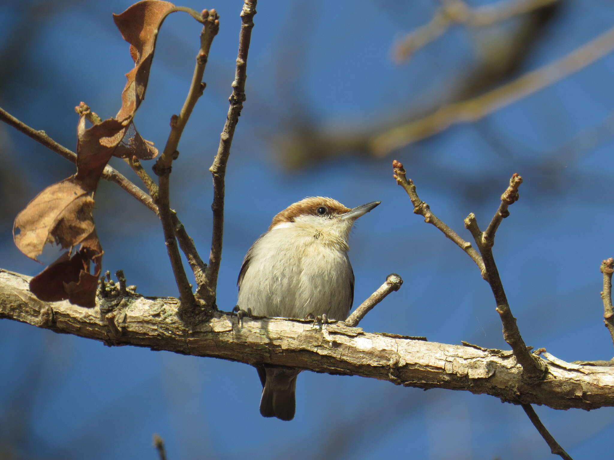 Image of Brown-headed Nuthatch