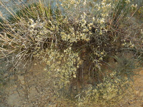 Image of spreading buckwheat