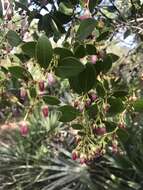 Lyonia lucida (Lam.) C. Koch resmi