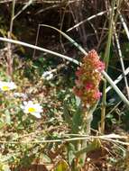 Image of Rumex aeroplaniformis Eig