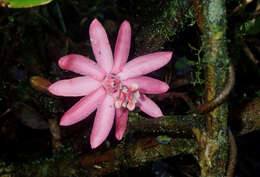 Image of Passiflora glandulosa Cav.