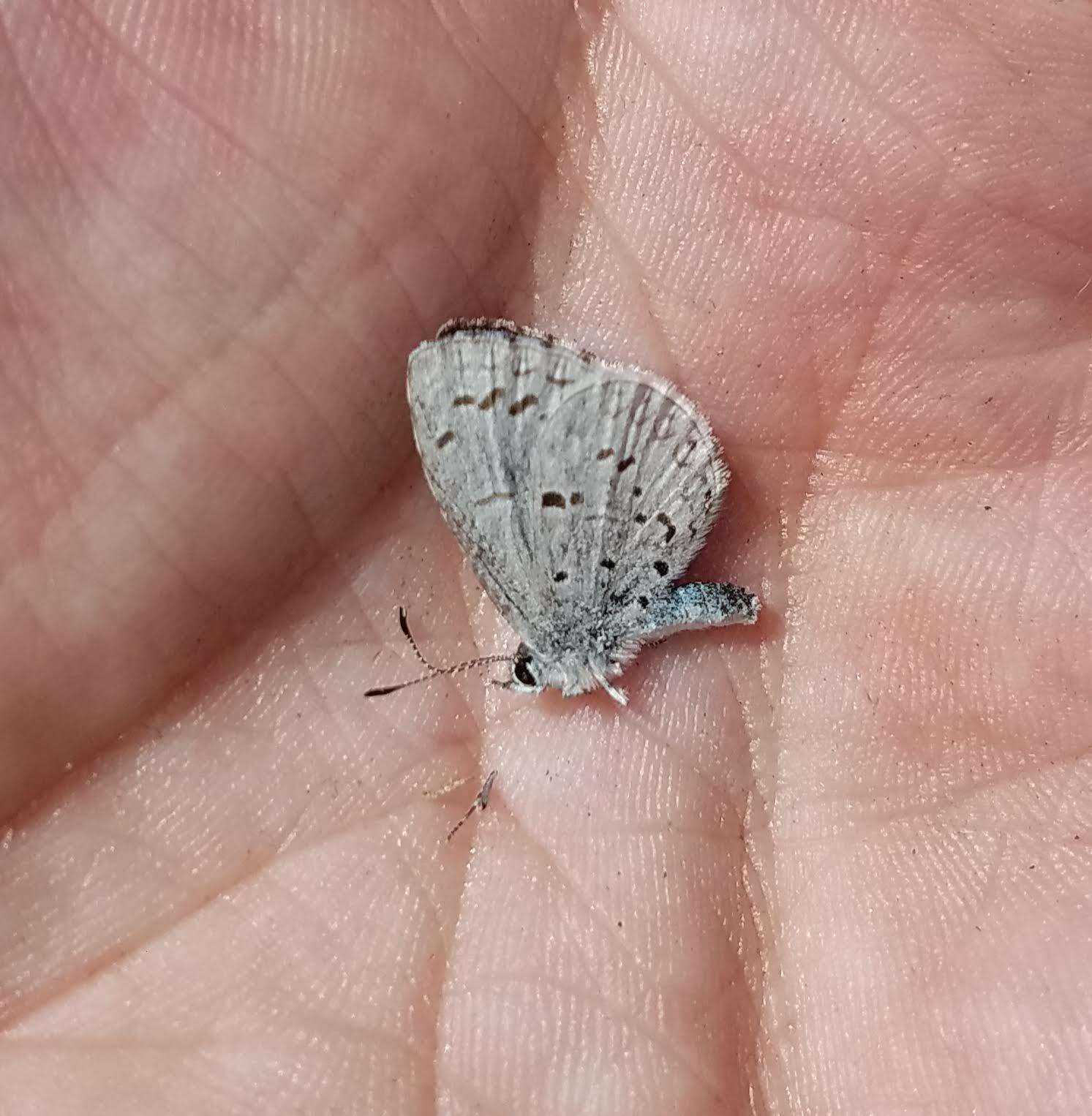 Image of Celastrina serotina Pavulaan & D. Wright 2005