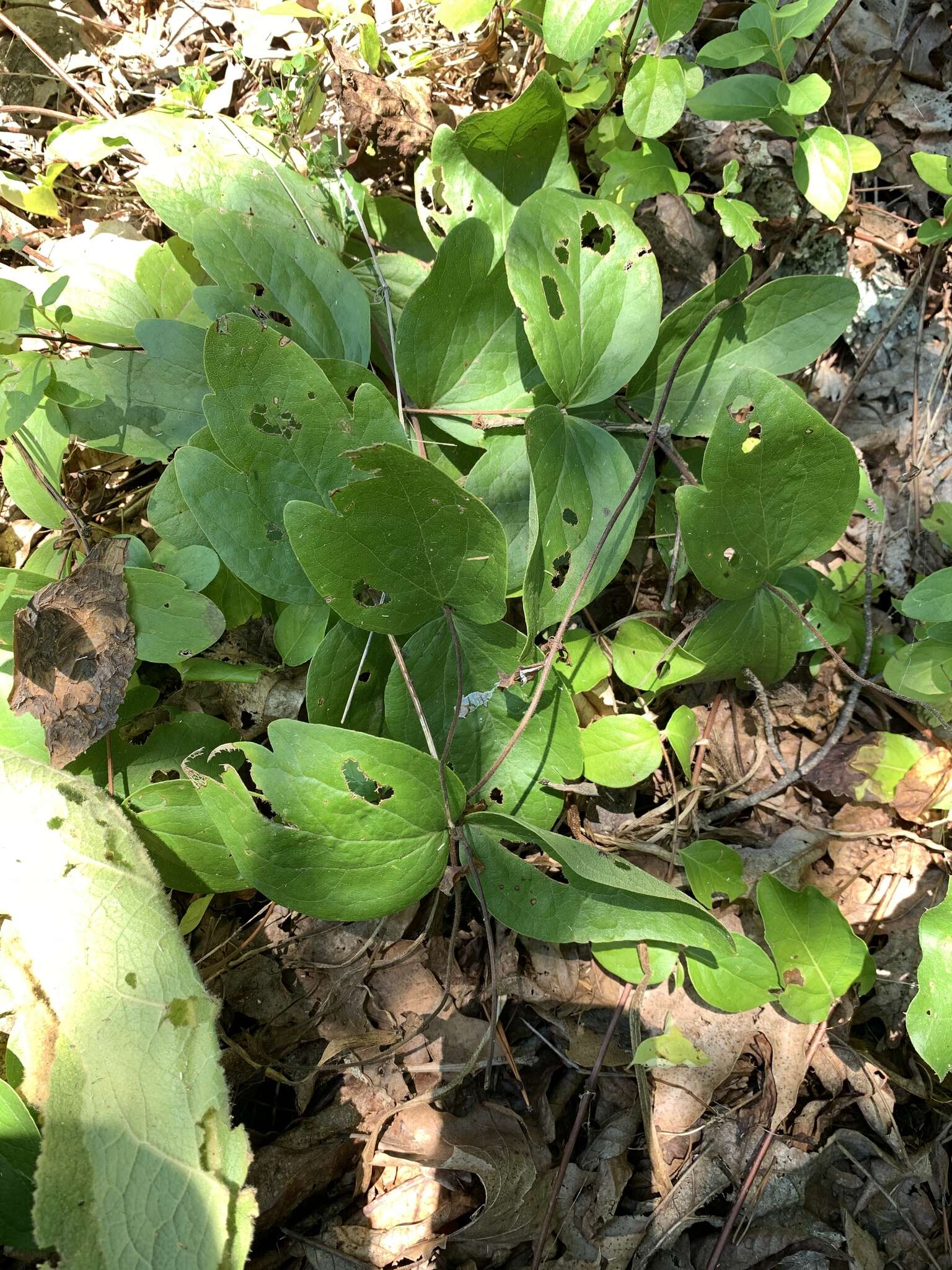 Image of curlyheads