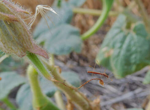 Image of Spined Stilt Bug