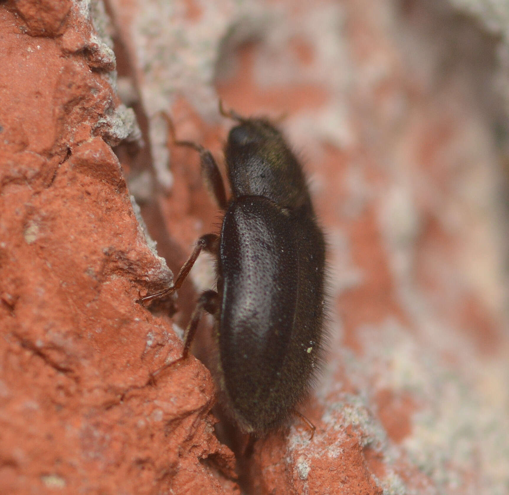 Image of Dryops (Dryops) arizonensis (Schaeffer 1905)