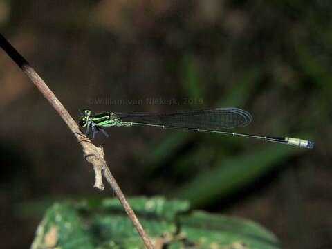 Pseudagrion melanicterum Selys 1876 resmi