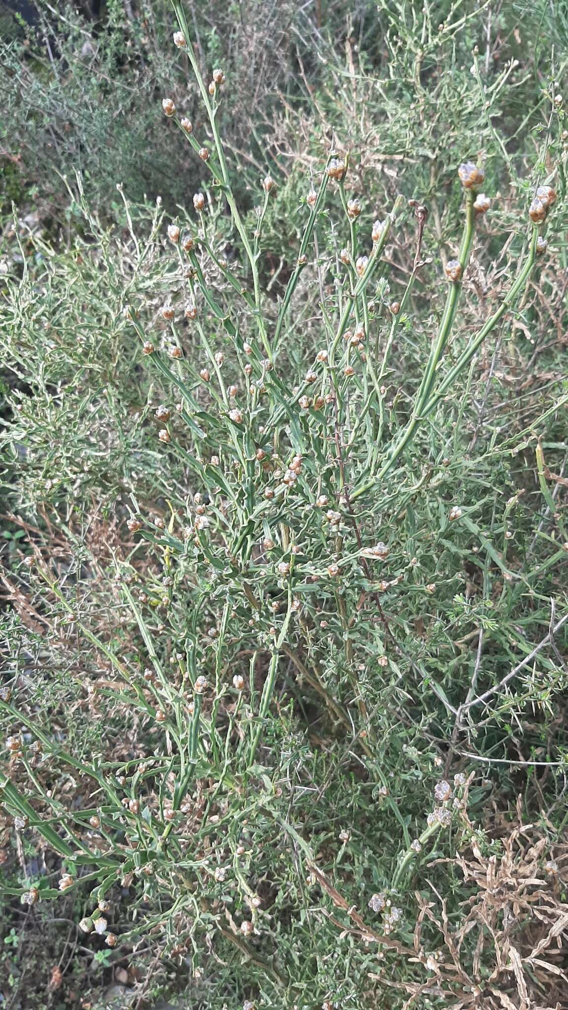 Plancia ëd Genista tridentata L.