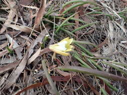 Imagem de Dendrobium striolatum Rchb. fil.