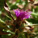 Слика од Centaurea pouzinii DC.