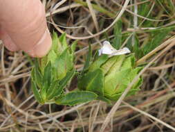 صورة Crabbea angustifolia Nees