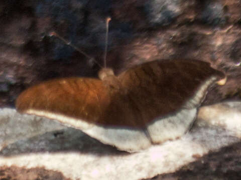 Image of Tanaecia lepidea cognata