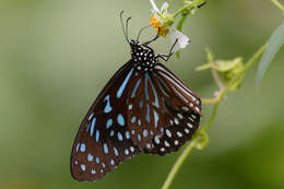 Image of <i>Tirumala septentrionis</i>