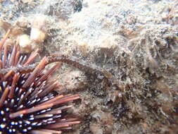 Image of Shortsnout pipefish