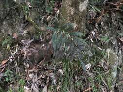 Imagem de Pteris aspericaulis Wall. ex Ag.