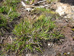 Image of Rytidosperma australe (Petrie) Connor & Edgar