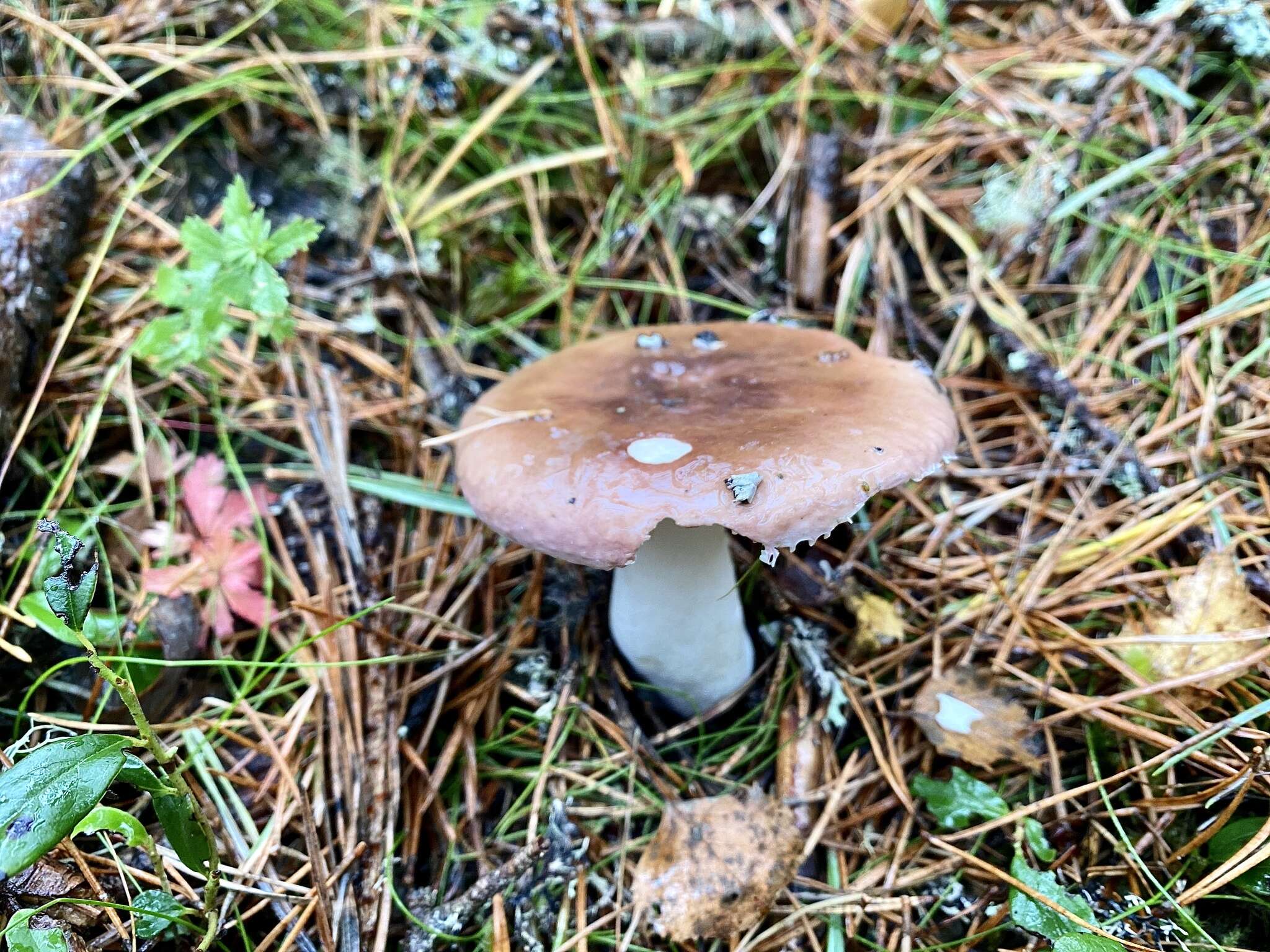 Image of Russula betularum Hora 1960