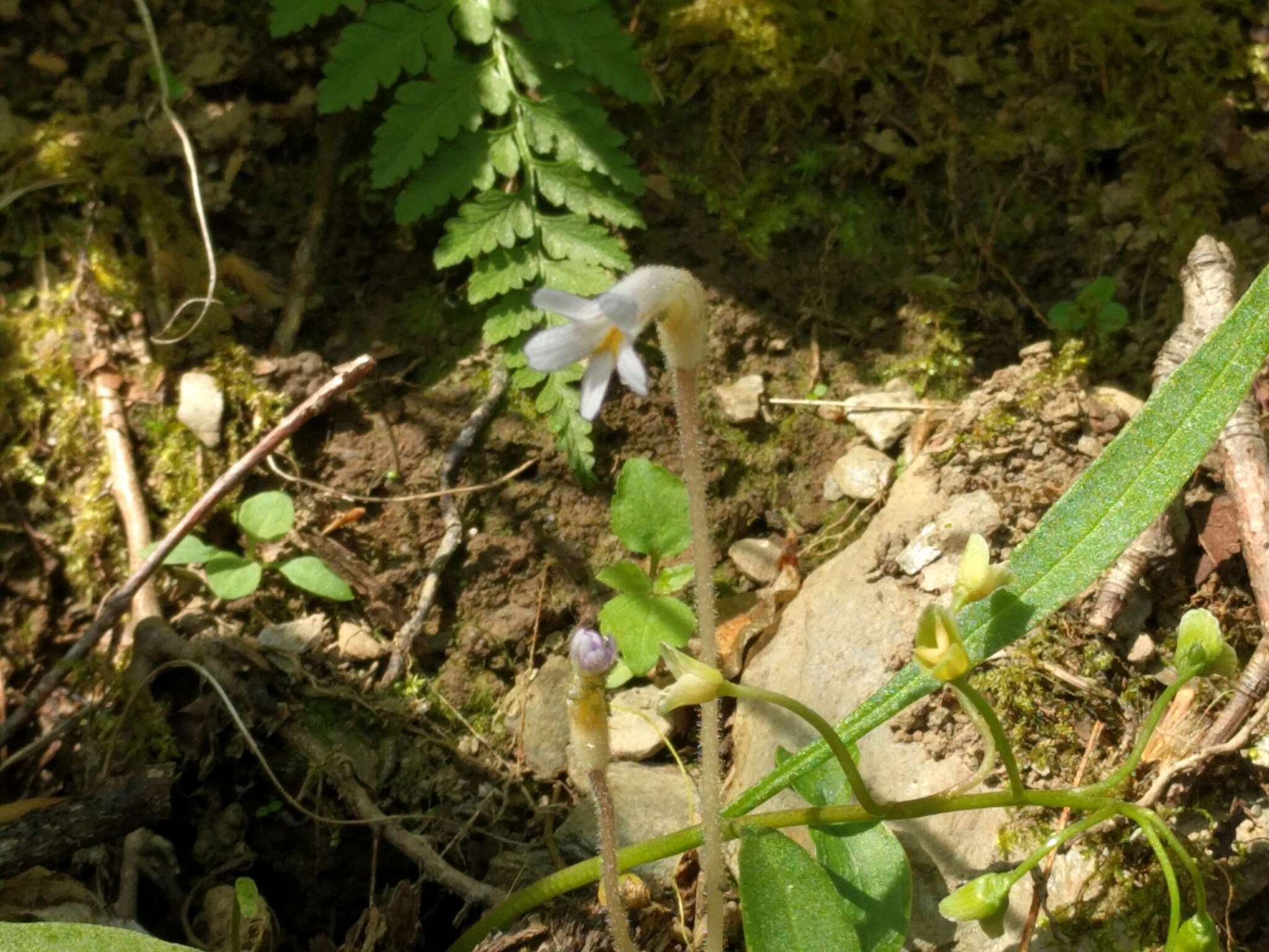 Image de Aphyllon uniflorum (L.) Torr. & A. Gray