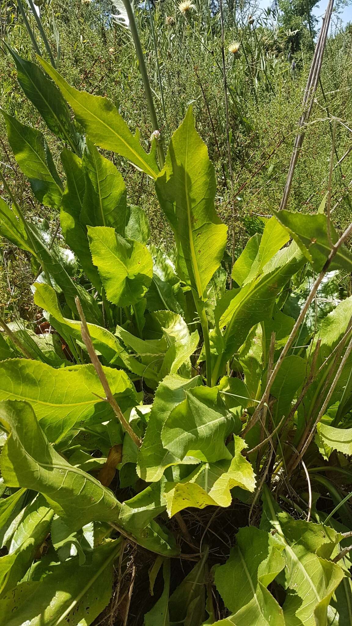 Sivun Rhaponticoides africana (Lam.) M. V. Agab. & Greuter kuva