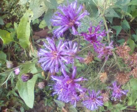 Image of Vernonia greggii A. Gray