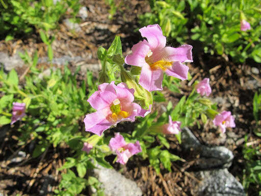 Image of Erythranthe erubescens G. L. Nesom