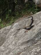 Image of Western whip snake