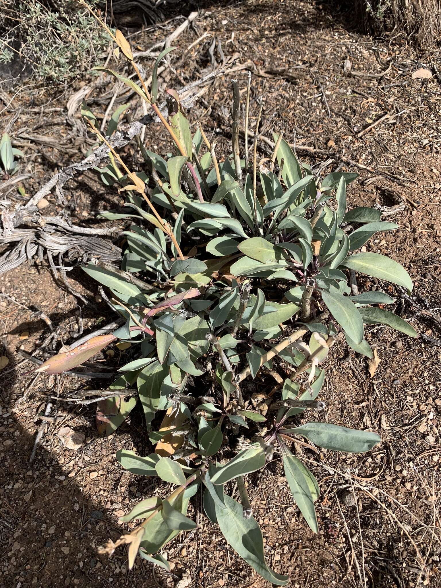 Sivun Penstemon pachyphyllus var. congestus (M. E. Jones) N. H. Holmgren kuva