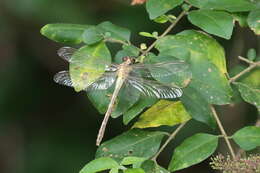 Asiagomphus hainanensis (Chao 1953) resmi