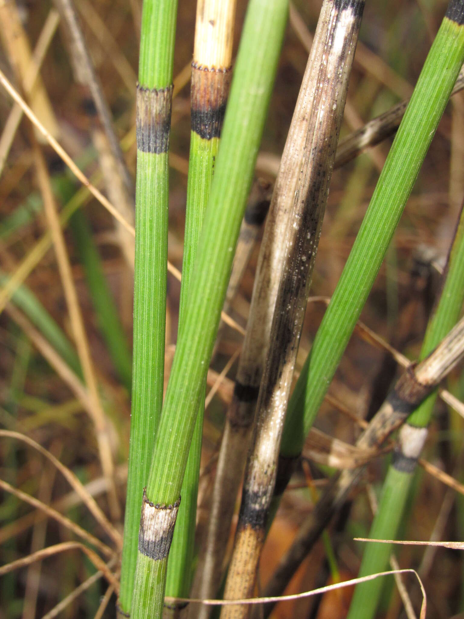 Image of Equisetum moorei Newm.