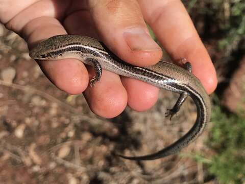 Image of Southern Prairie Skink