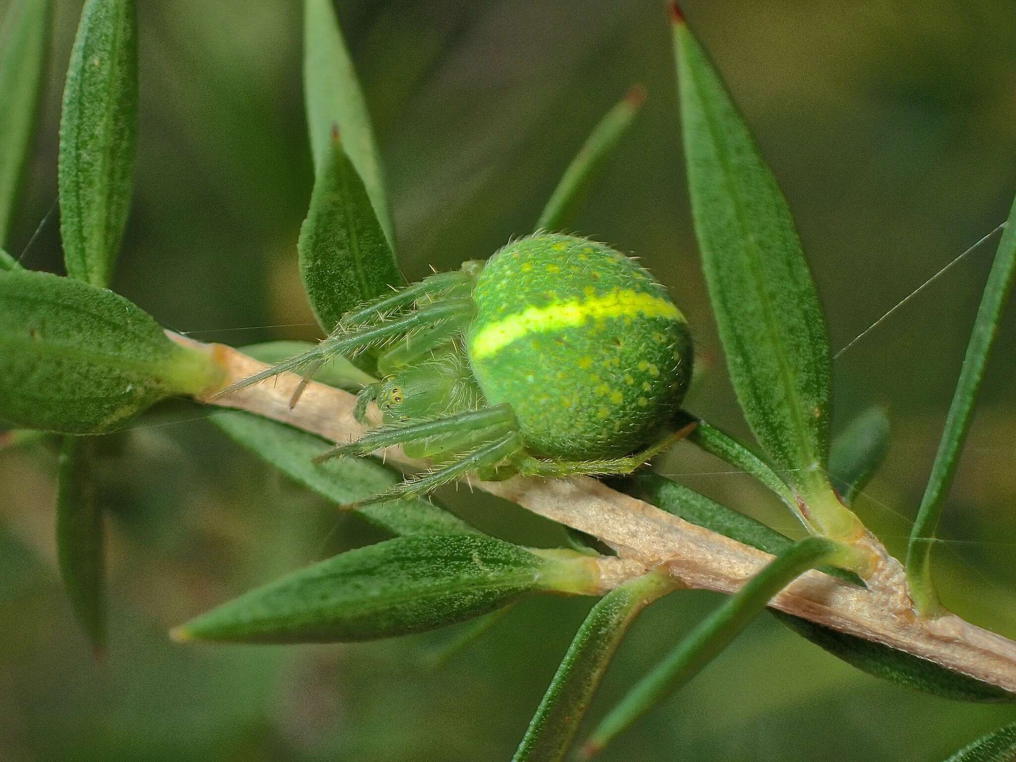 Image of Araneus psittacinus (Keyserling 1887)