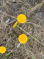 Image of southeastern sneezeweed