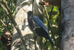 Image of Unicolored Jay